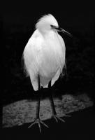 Egret 1�